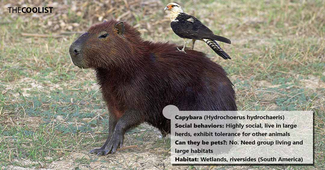 Capybara social behavior