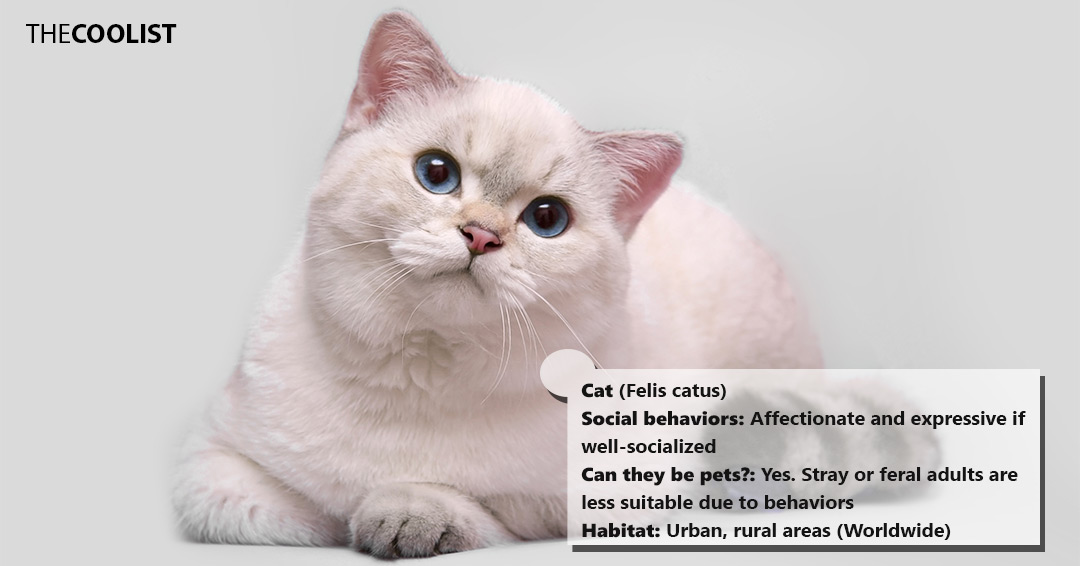 Cat social behavior