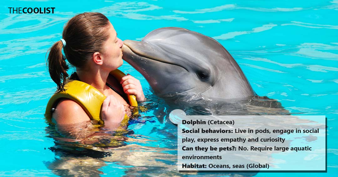 Dolphin social behavior