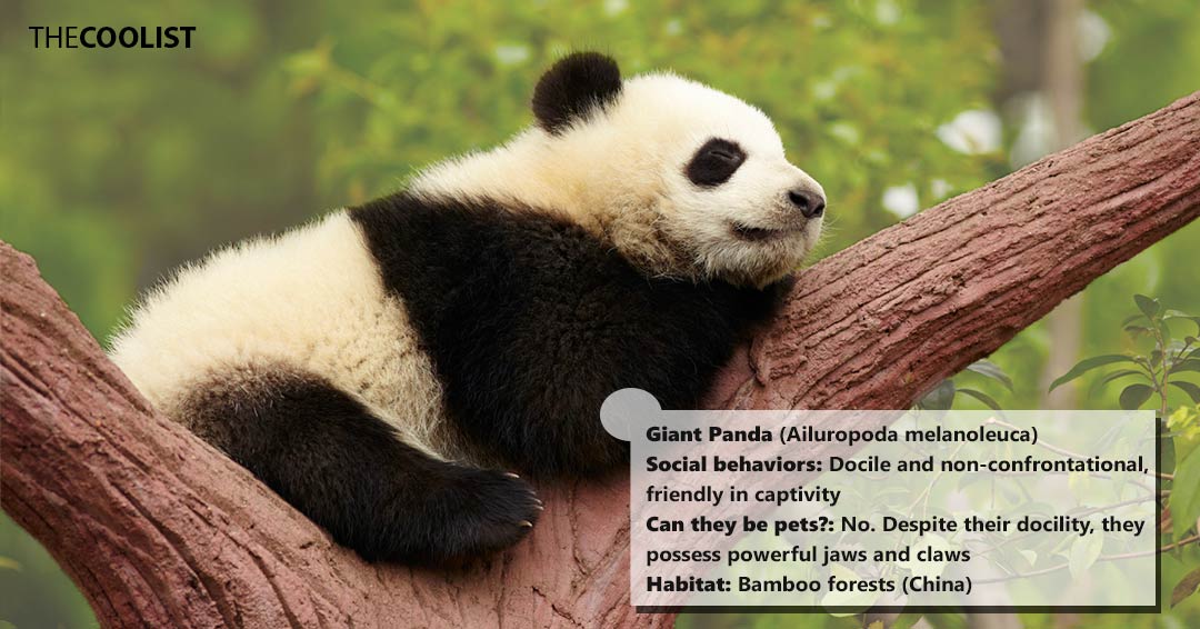 Giant panda social behavior