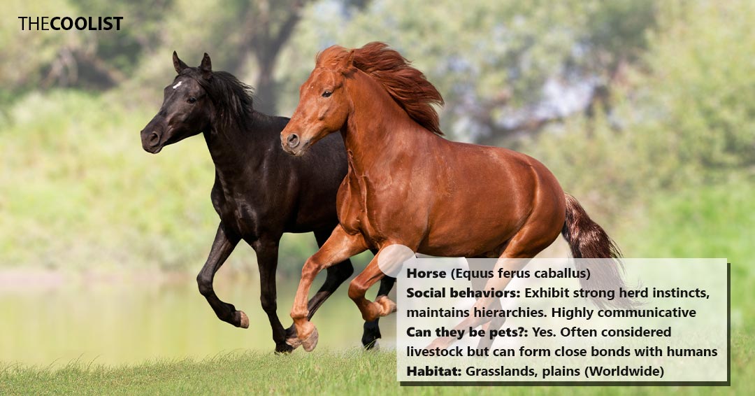 Horse social behavior