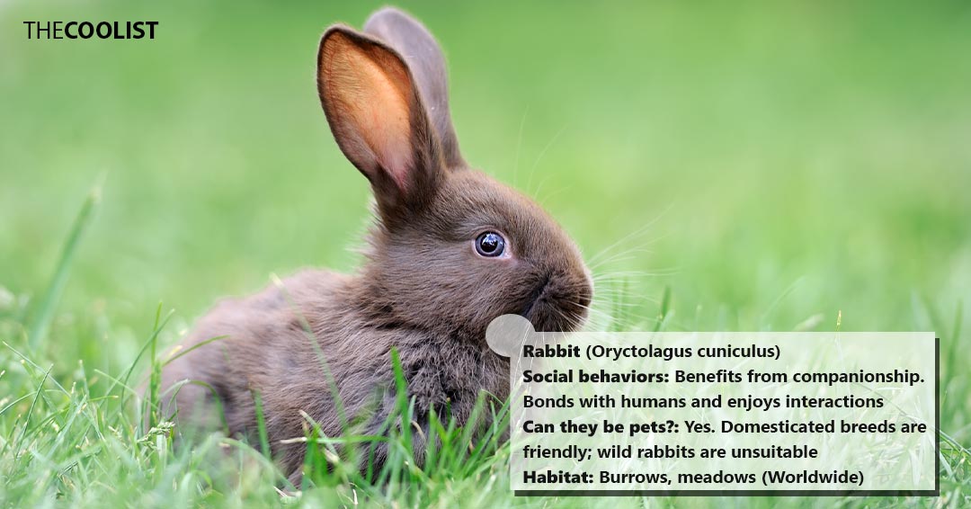 Rabbit social behavior