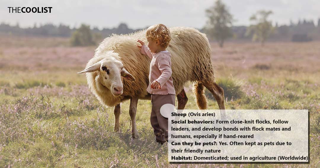 Sheep social behavior