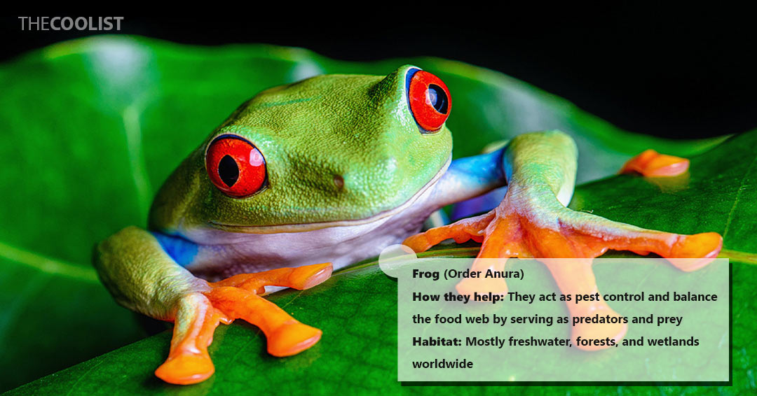 Frogs and the environment