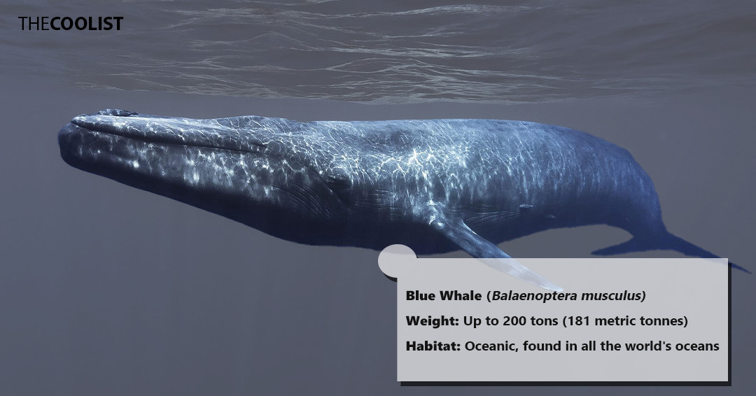 Weight of the blue whale