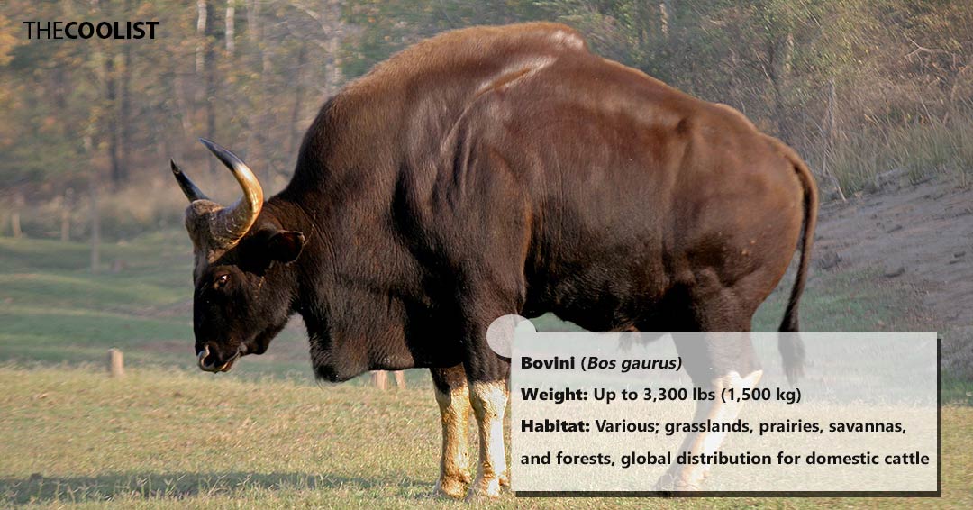 Weight of the bovini