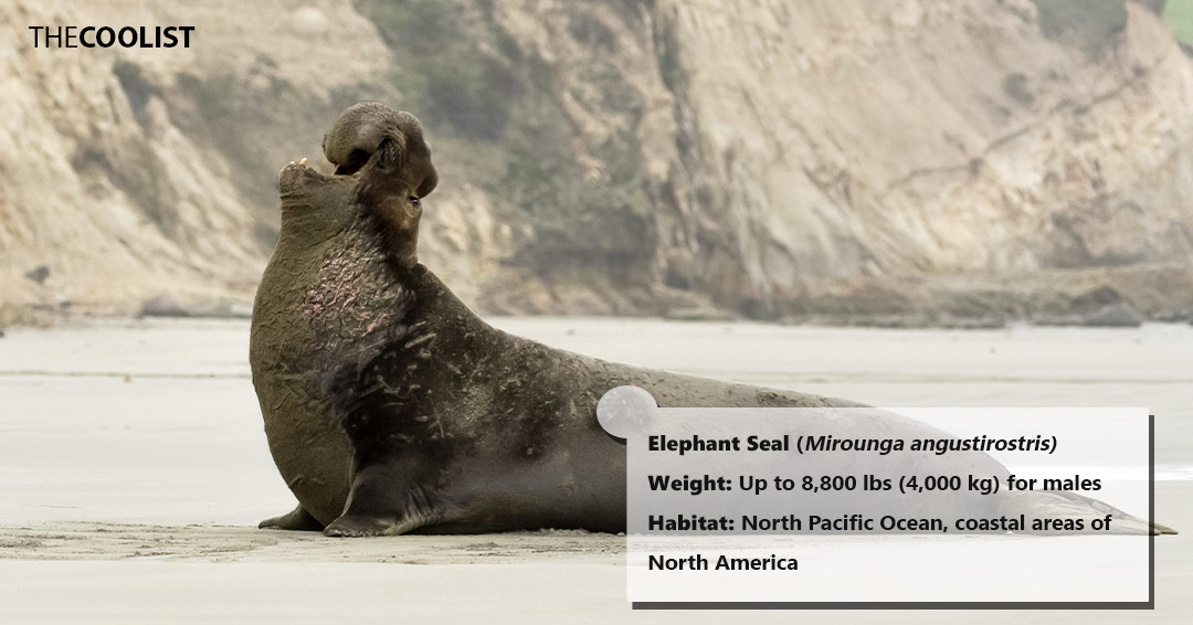 Weight of the elephant seal