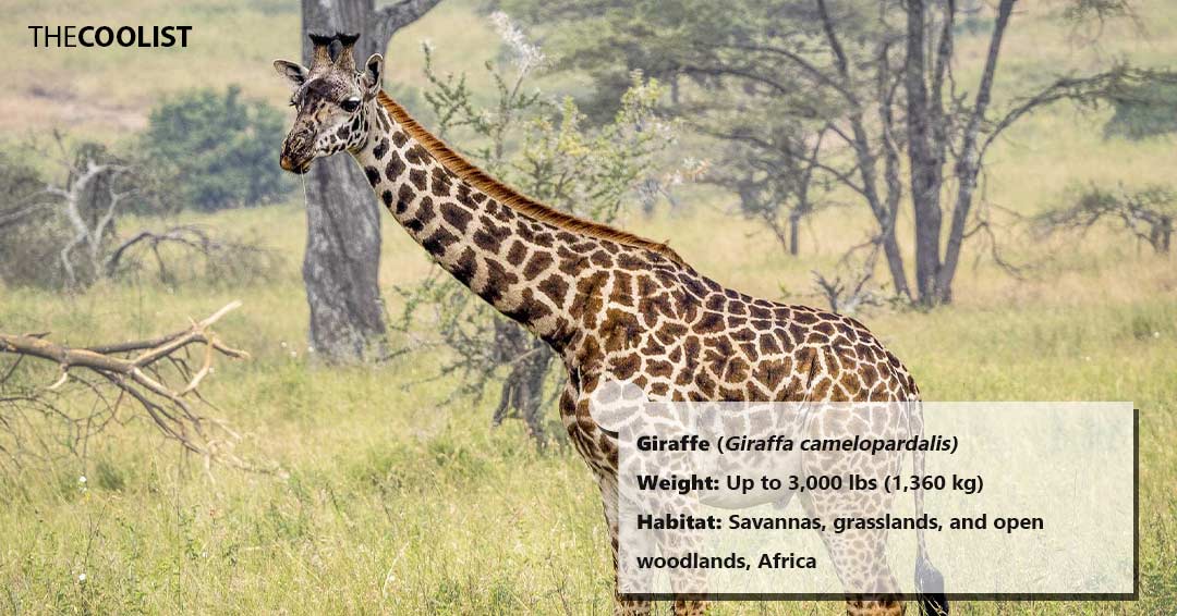Weight of the giraffe