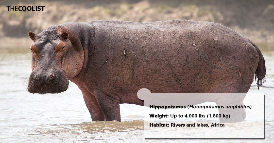 Weight of the hippopotamus