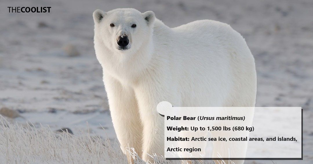 Weight of the polar bear