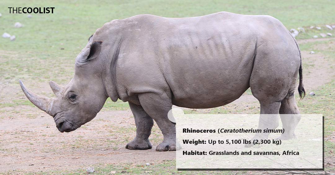 Weight of the rhinoceros
