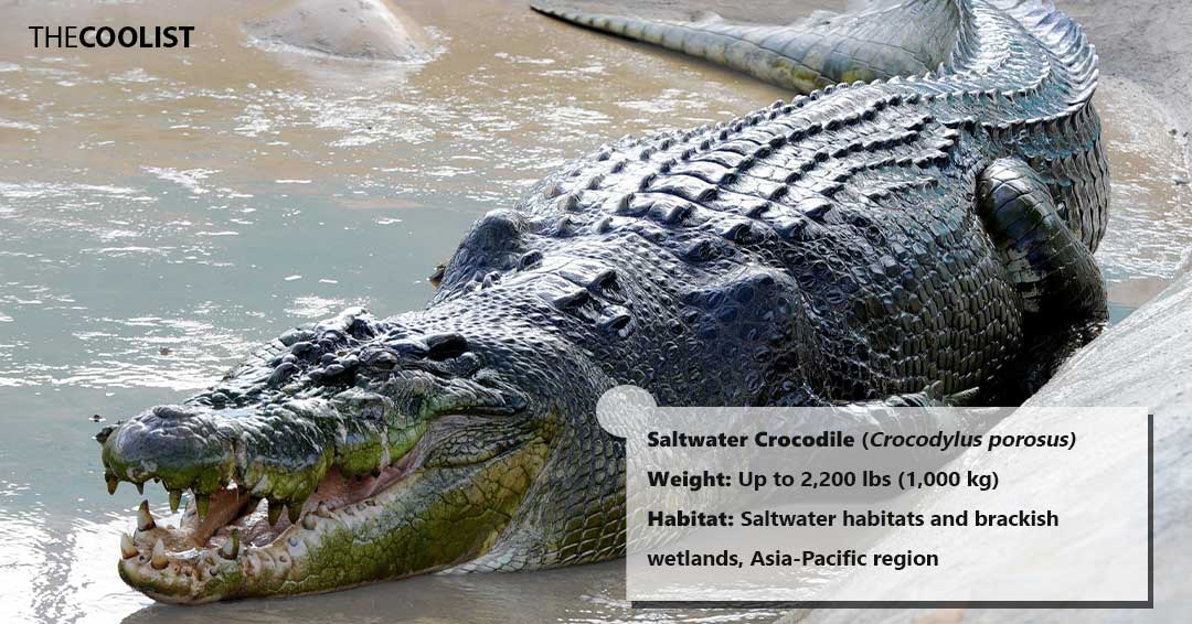 Weight of the saltwater crocodile