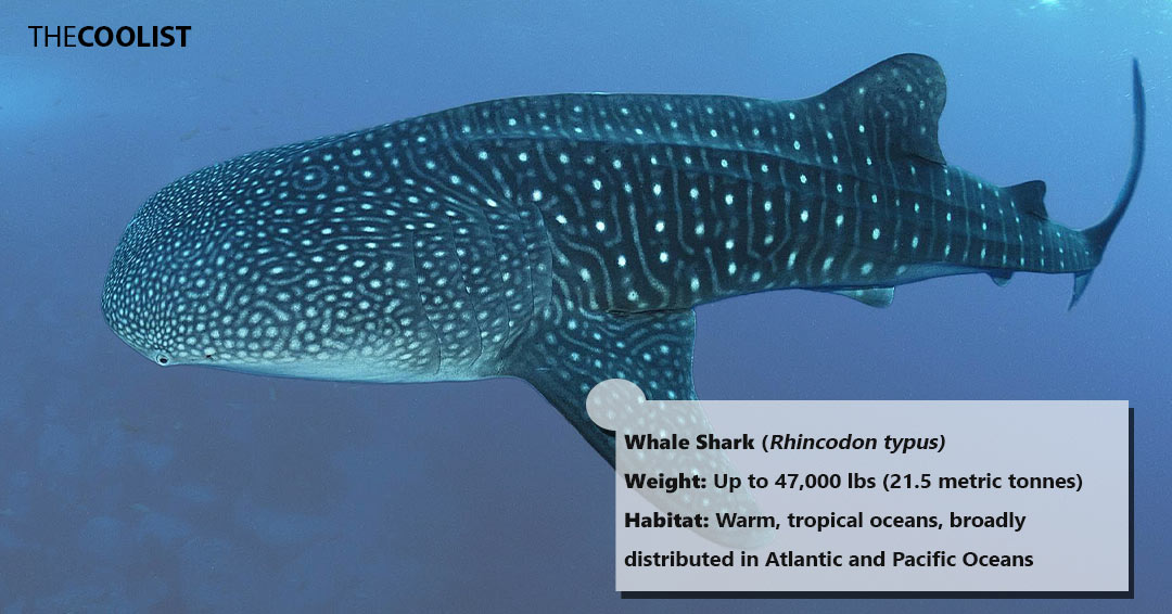 Weight of the whale shark