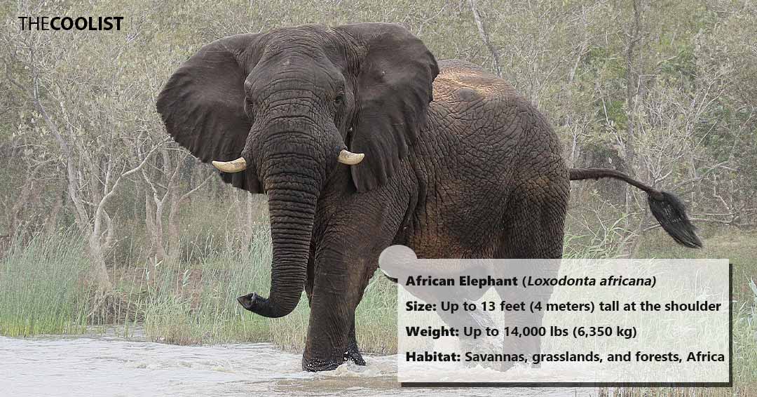 African Elephant size
