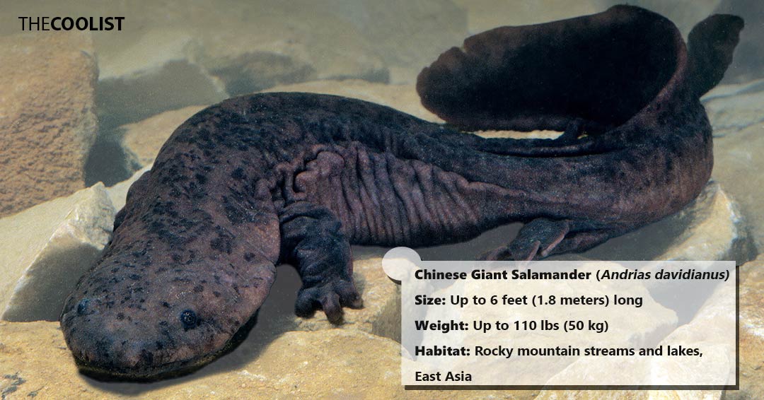 Chinese Giant Salamander size