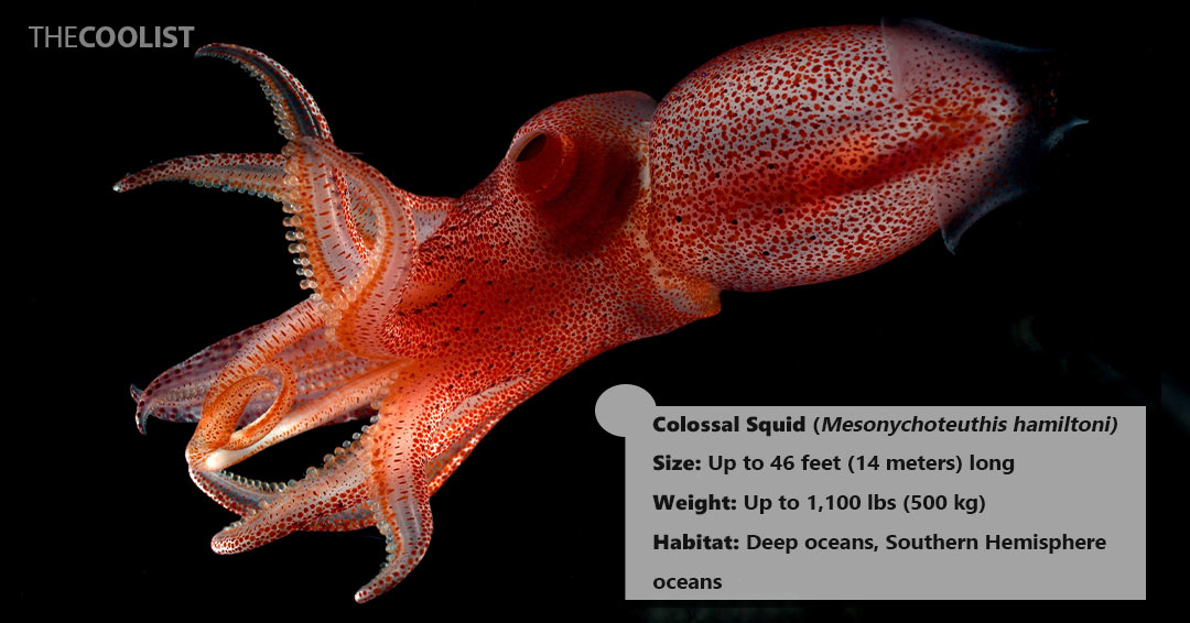 Colossal Squid size