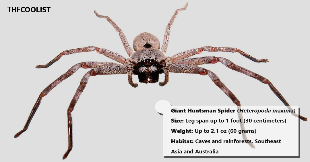 Giant Huntsman Spider size