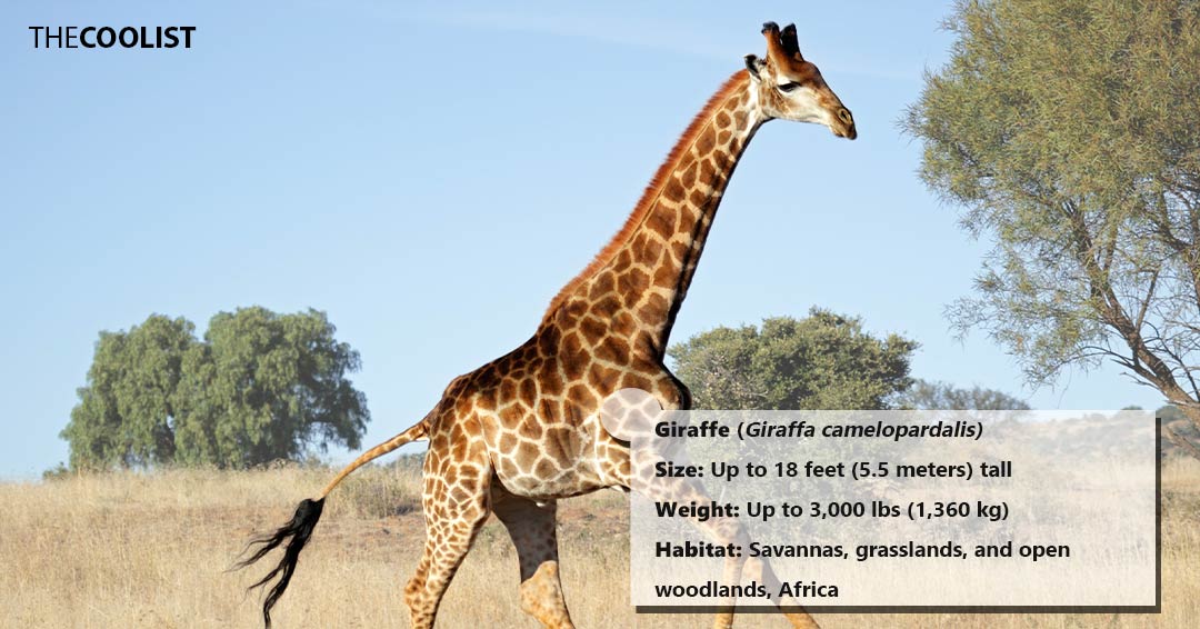 Giraffe size