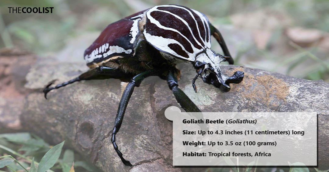 Goliath Beetle size