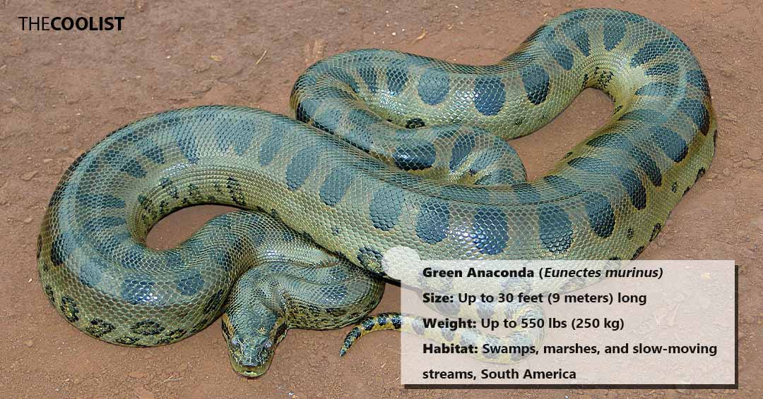Green Anaconda size
