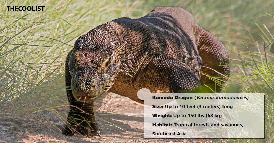 Komodo Dragon size