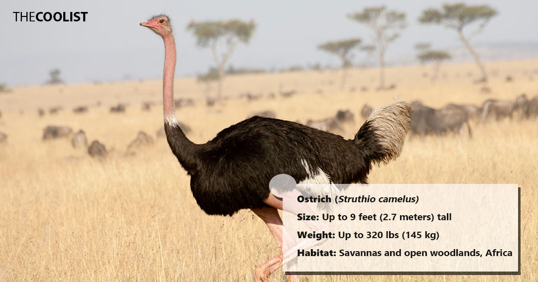 Ostrich size