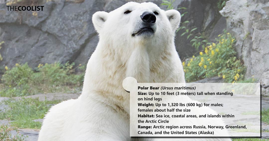 Polar Bear size