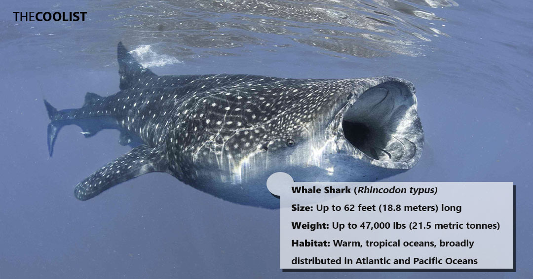 Whale Shark size