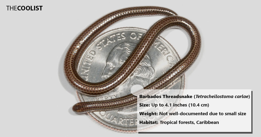Size and weight of the barbados threadsnake