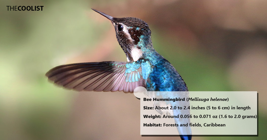 Size and weight of the bee hummingbird