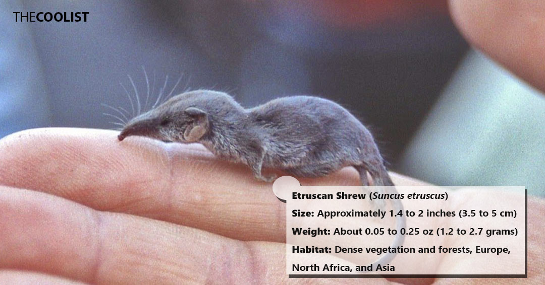 Size and weight of the etruscan shrew