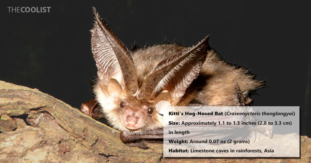 Size and weight of the Kitti's Hog Nosed bat