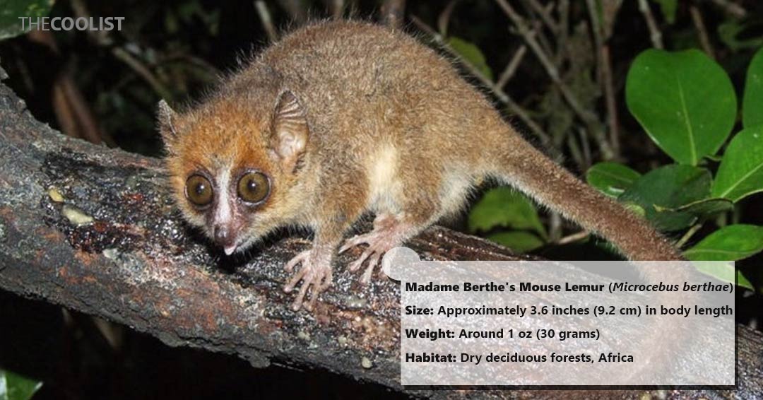 Size and weight of the Madame Berthe's Mouse Lemur