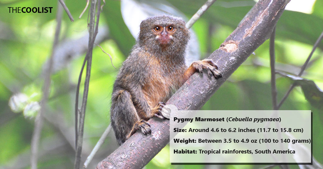 Size and weight of the pygmy marmoset