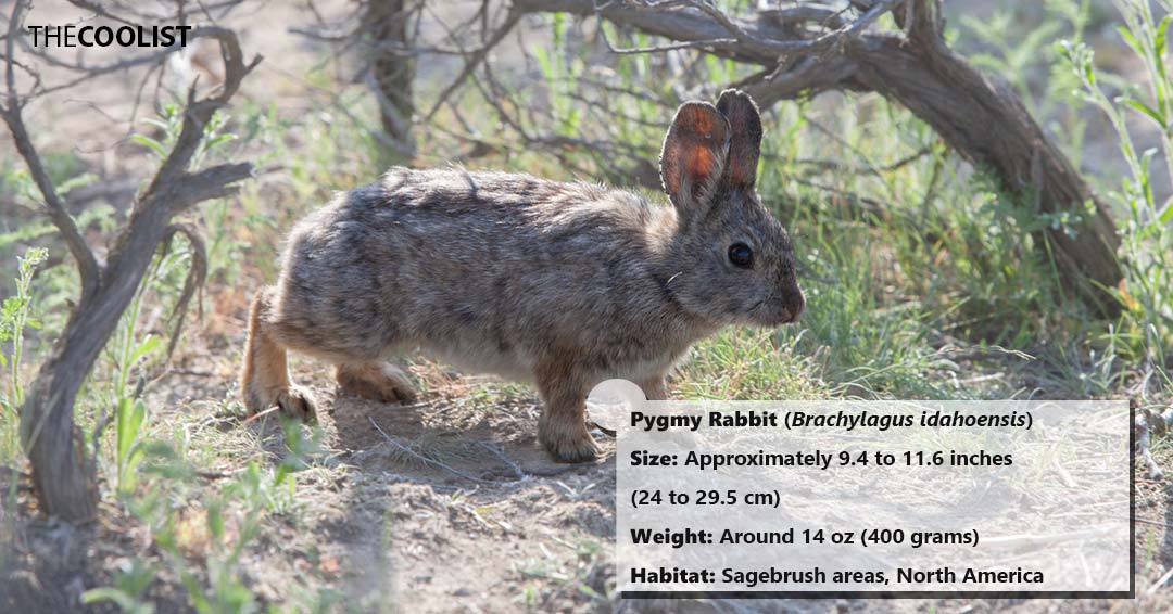 Size and weight of the pygmy rabbit