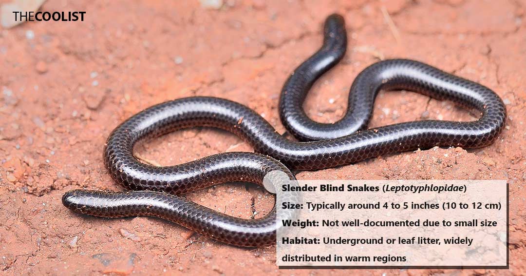 Size and weight of the slender blind snakes