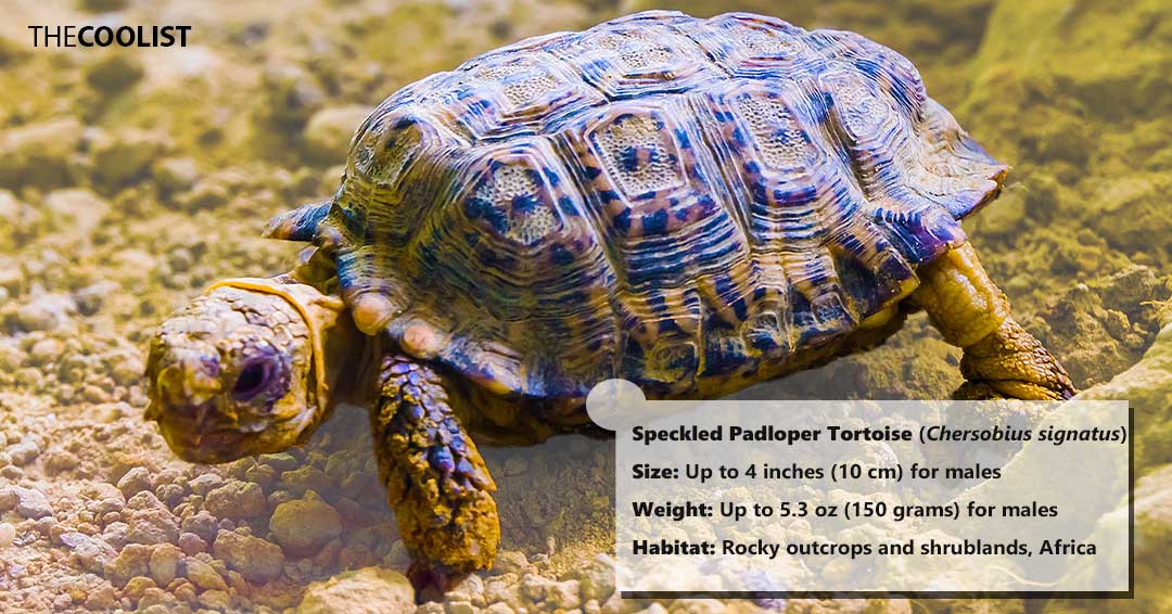 Size and weight of the speckled padloper tortoise