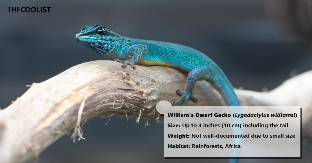 Size and weight of the William's dwarf gecko