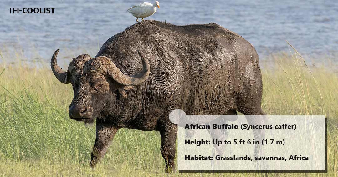 African buffalo height