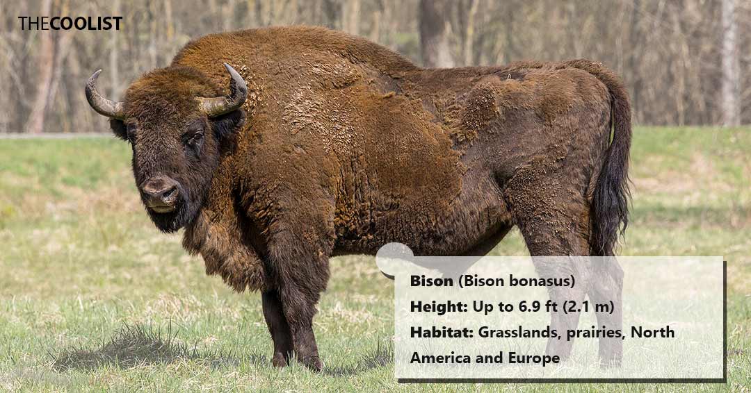 Bison height