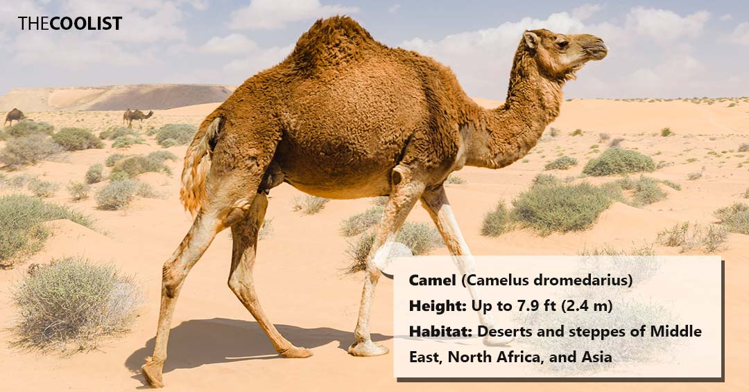 Camel height
