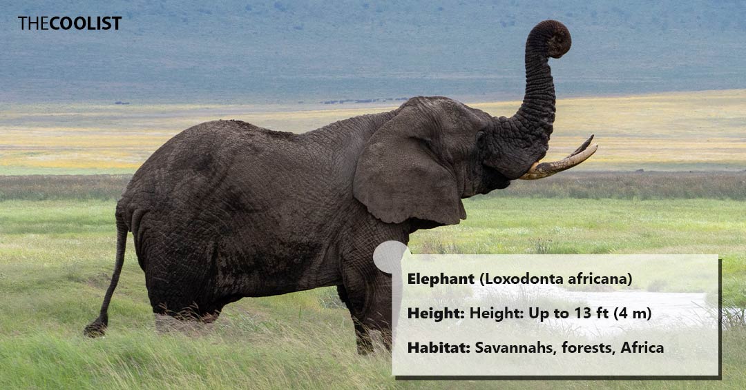 Elephant height