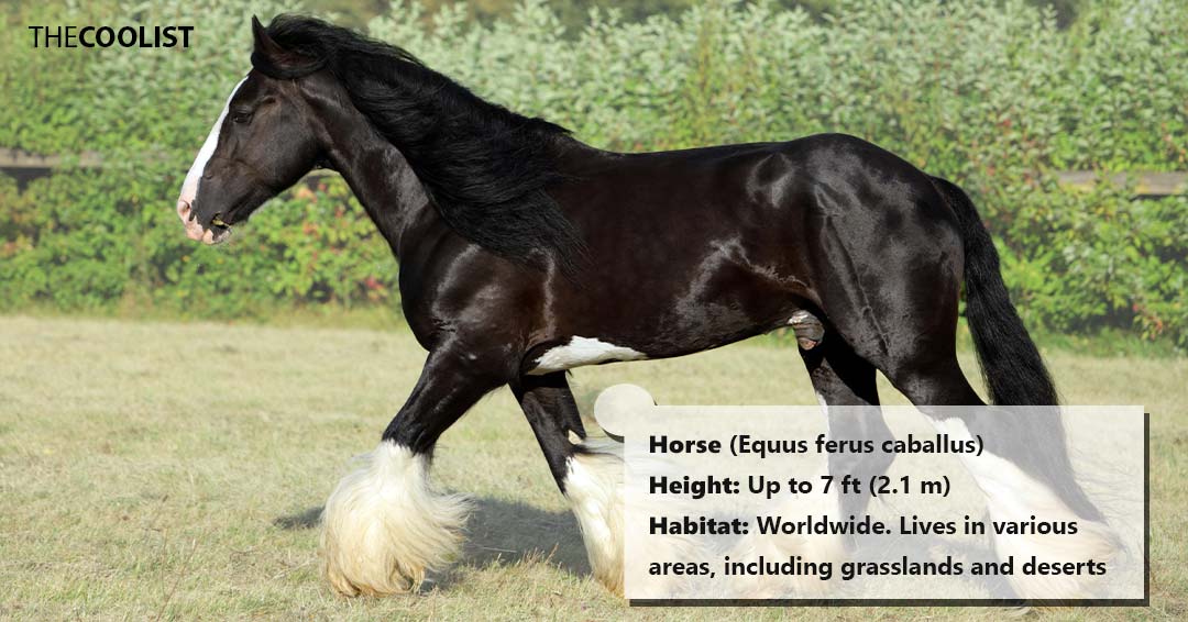 Horse height