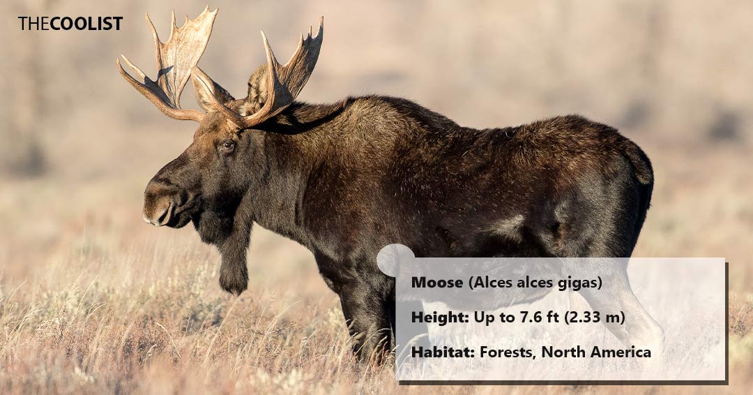 Moose height