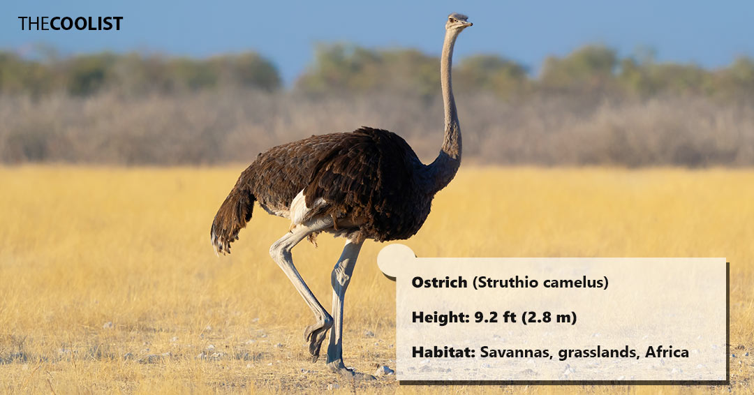 Ostrich height
