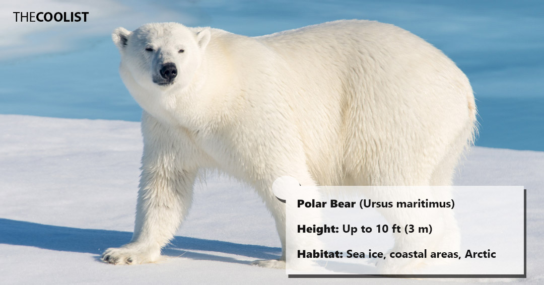 Polar Bear height