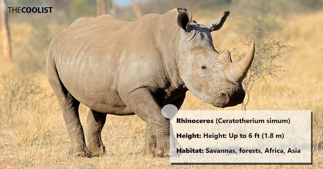 Rhinoceros height