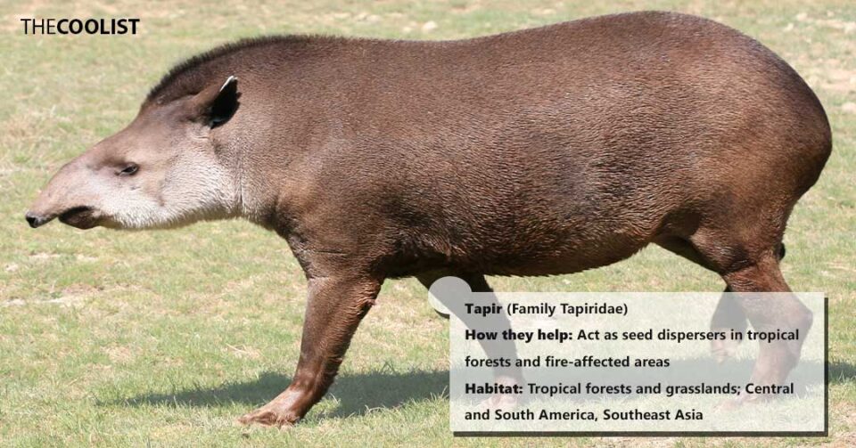 Tapir Chart 15 Animals that Help the Environment