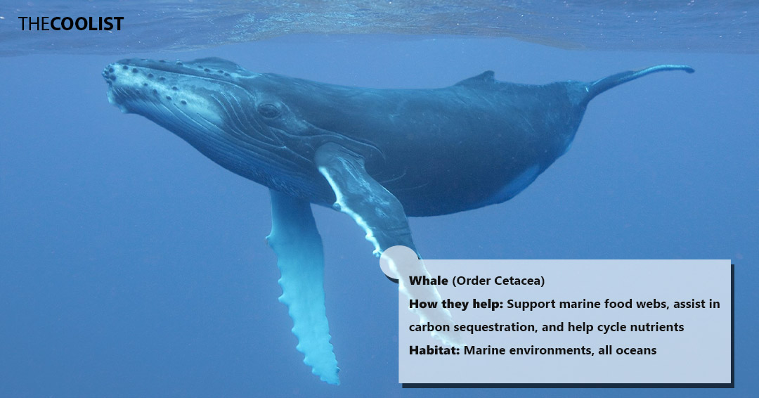 Whales and the environment