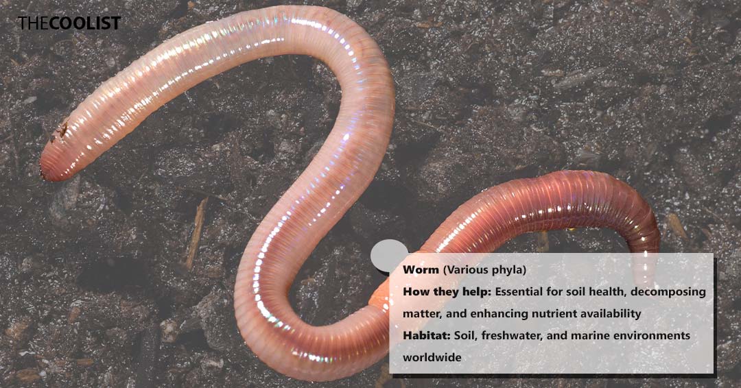 Worms and the environment